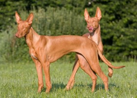 Описание фараоновой собаки, характер породы, внешний стандарт