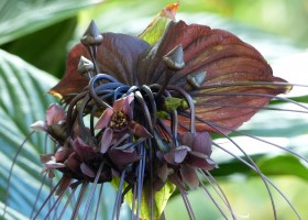Выращивание орхидеи такки и правила ухода за ней
