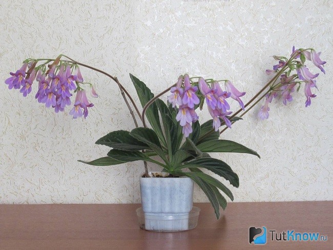 Примулина в горшке