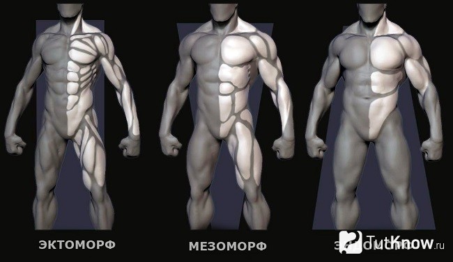 Телосложение экто-, мезо- и эндоморфа