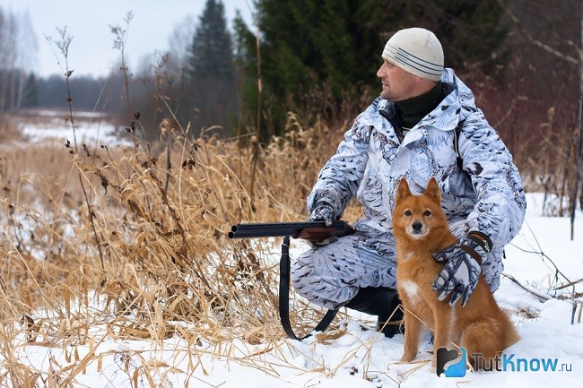 Охотник с финским шпицем