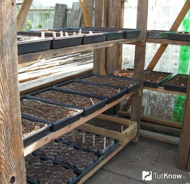 Полки для растений в домашней оранжерее
