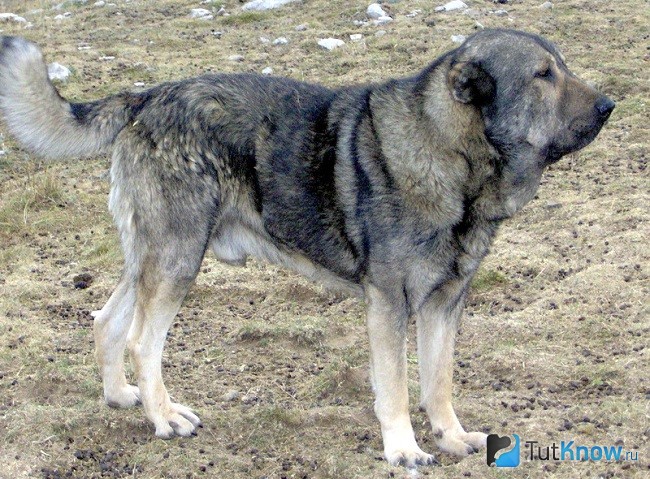 Внешний вид греческого мастифа
