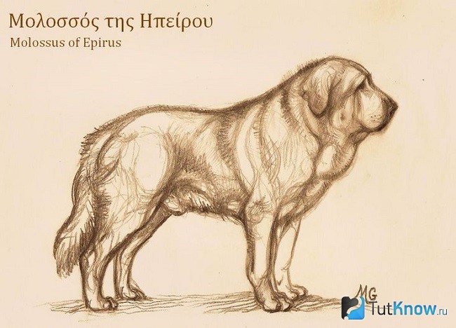 Нарисованный эпирский молосс