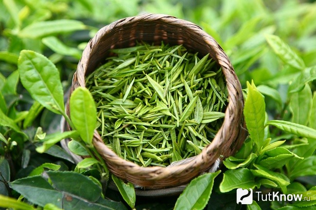 Свежие листья зелёного чая