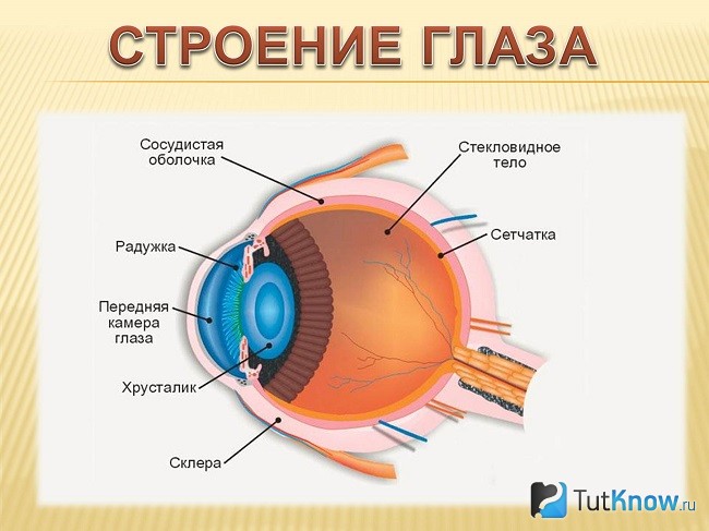 Строение глаза