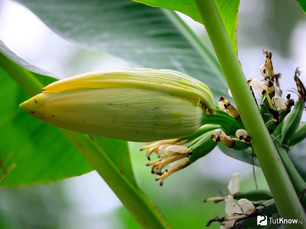Вырастить банан из покупного банана. Карликовый банан (Musa acuminata ‘Tropicana’). Банан Кавендиш карликовый. Соцветие банана. Плоды банана Кавендиш.