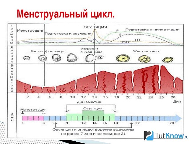 Откуда выходят месячные схема