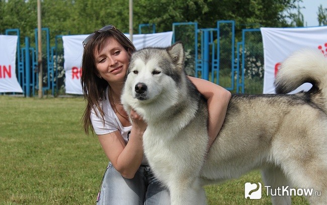 Аляскинский маламут с владелицей
