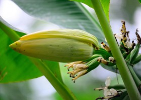 Банан: секреты выращивания