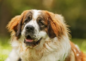 Порода московская сторожевая собака: особенности содержания