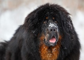 Тибетский мастиф: одна из самых крупных и дорогих собак