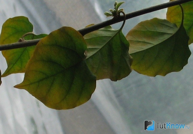 Листья бугенвиллии