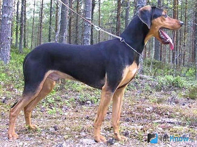 Внешний стандарт эллинской гончей