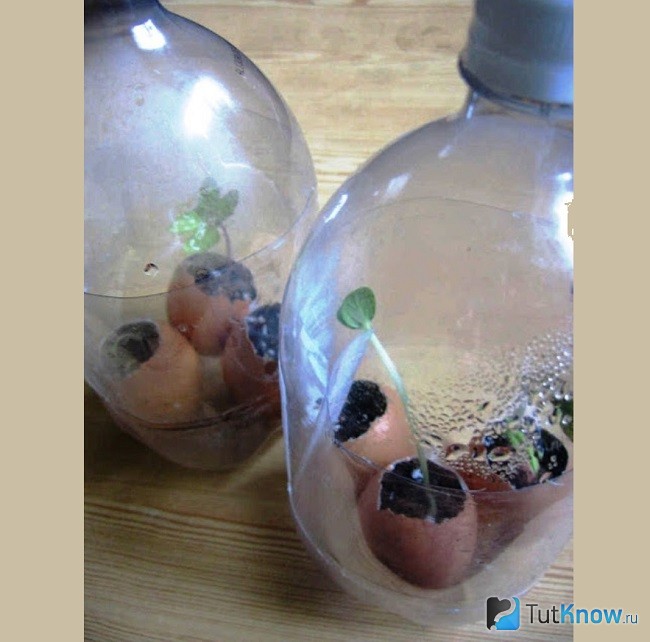 Проращивание семян в скорлупе под пластиковой бутылкой