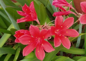 Валлота: общие правила по уходу за цветком и его размножение