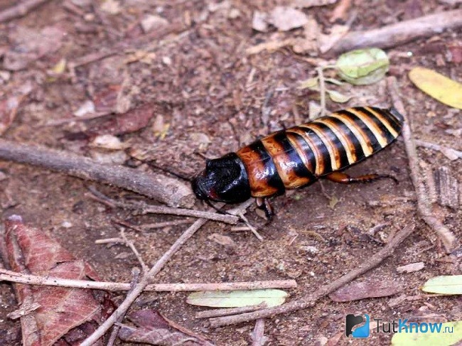 Мадагаскарский шипящий таракан на грунте