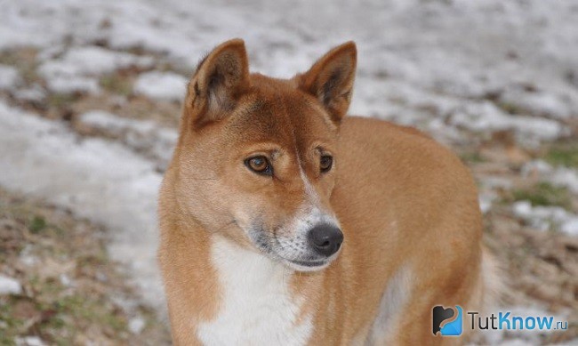 Мордочка новогвинейской поющей собаки