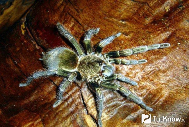 Паук-птицеед Acanthoscurria atrox