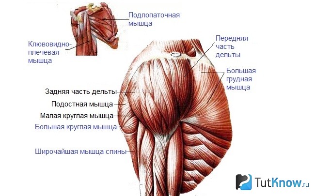 Строение мускулатуры плечевого пояса и дельт