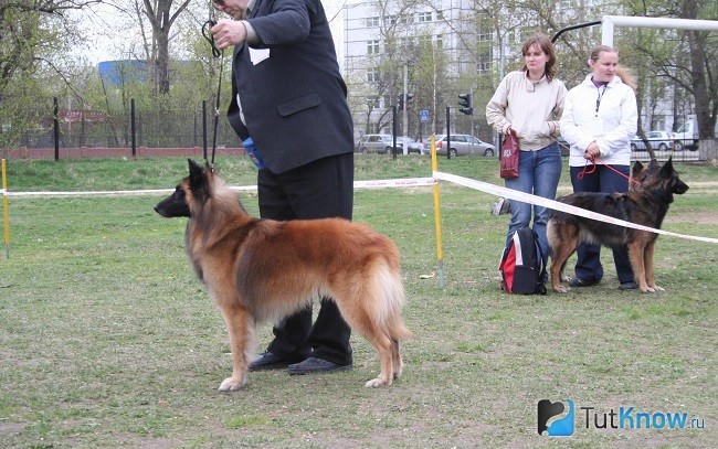 Тервюрен на соревнованиях