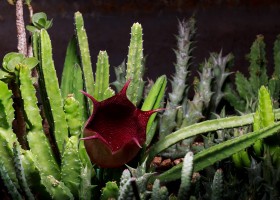 Гуэрния или Гуерния: правила по уходу и разведению кактуса