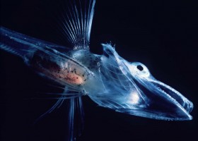 Ледяная рыба: правила содержания в домашнем аквариуме