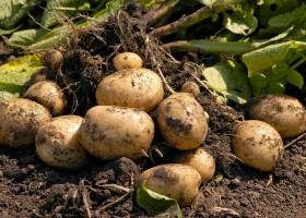 Новейшие методы выращивания картофеля