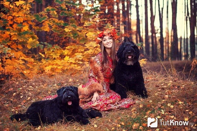 Фландрские бувье
