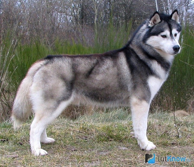 Внешний вид хаски