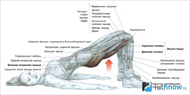 почему не растут ягодицы после тренировок. 1489771447 pochemu ne rastut yagodicy ot silovyh trenirovok prichiny. почему не растут ягодицы после тренировок фото. почему не растут ягодицы после тренировок-1489771447 pochemu ne rastut yagodicy ot silovyh trenirovok prichiny. картинка почему не растут ягодицы после тренировок. картинка 1489771447 pochemu ne rastut yagodicy ot silovyh trenirovok prichiny.