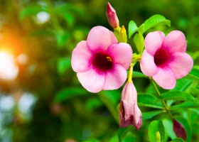 Дипладения или Мандевилла: как выращивать растение дома