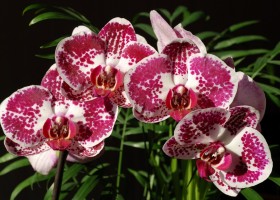 Доритенопсис: рекомендации по выращиванию гибридной орхидеи