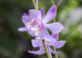 Доритис: как вырастить орхидею на подоконнике