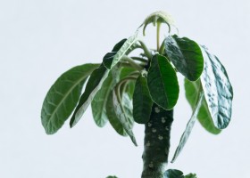 Дорстения: советы по выращиванию экзотического растения