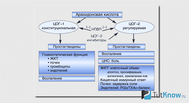 Цикл арахидоновой кислоты схема