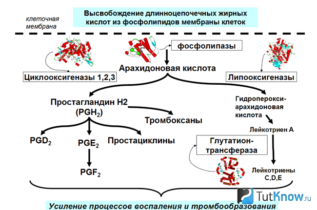 Каскад арахидоновой кислоты схема