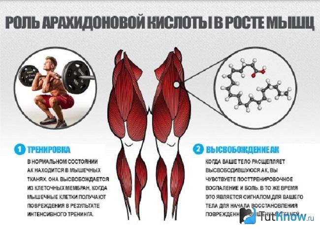 Роль арахидоновой кислоты в организме