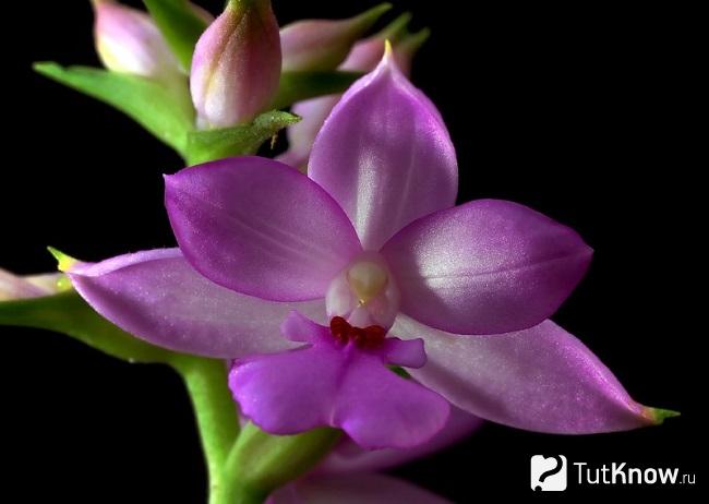 Каланта орхидея фото