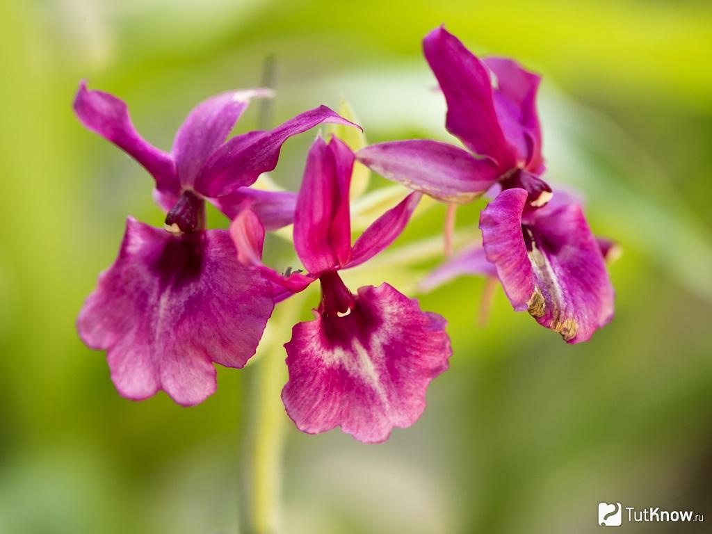 Каланта: выращивание орхидеи
