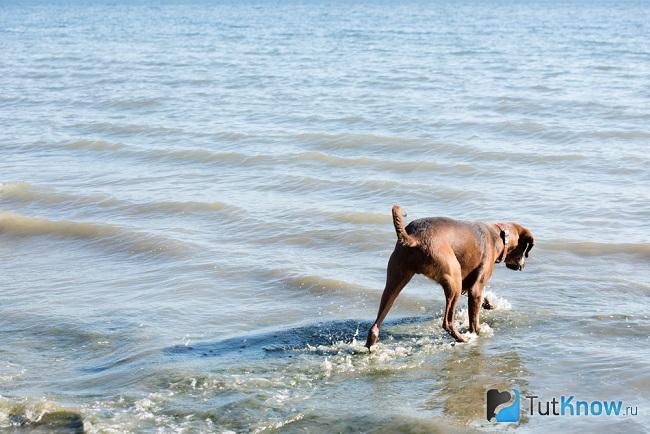 Енотовая собака в воде