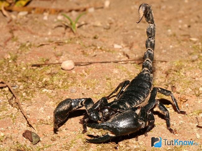Чем кормят скорпионов домашних