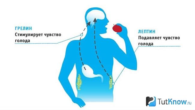 Справка о грелине и лептине