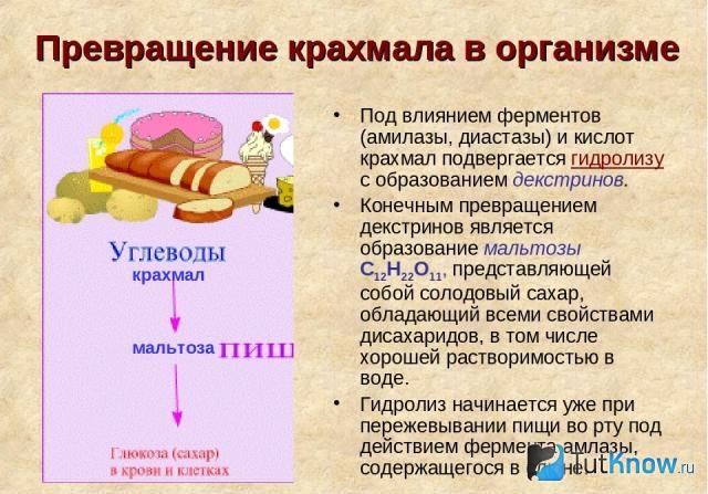 Крахмал картофельный в организме