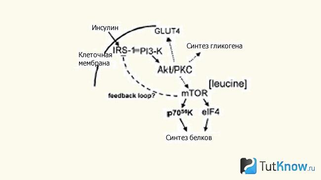 Механизм активации mTOR