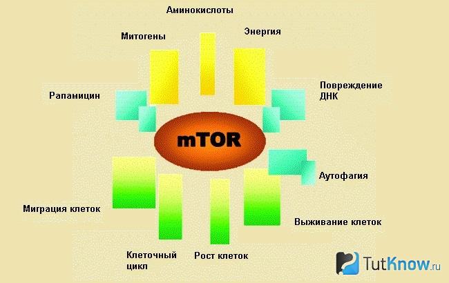 Функции mTOR