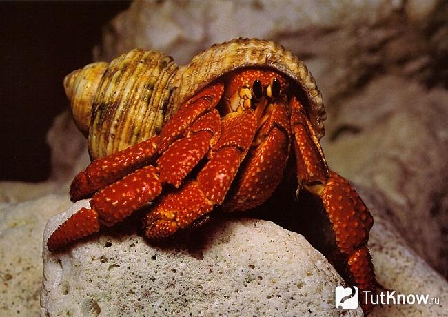 Чем питается краб отшельник. Смотреть фото Чем питается краб отшельник. Смотреть картинку Чем питается краб отшельник. Картинка про Чем питается краб отшельник. Фото Чем питается краб отшельник