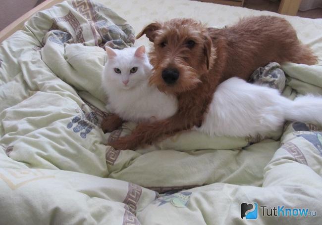 Ирландский терьер и кот
