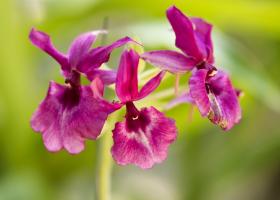 Каланта: правила выращивания орхидеи на подоконнике