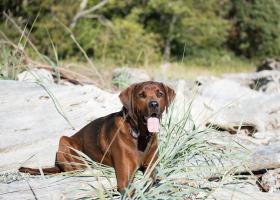Кунхаунд (енотовая собака): рекомендации по уходу